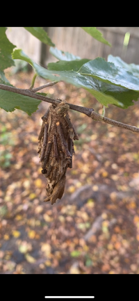 Thyridopteryx ephemeraeformis