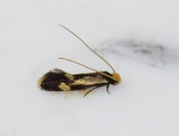 Isocorypha mediostriatella
