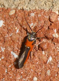Euclemensia bassettella