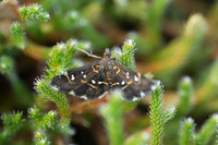 Diathrausta harlequinalis