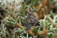 Diathrausta harlequinalis