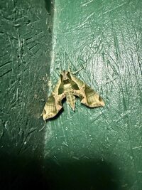 Eumorpha pandorus