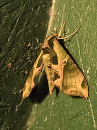 Eumorpha pandorus