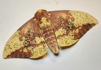 Eacles imperialis