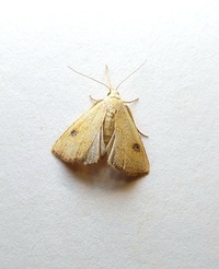 Rivula propinqualis