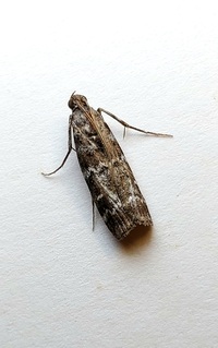 Dioryctria amatella