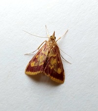 Pyrausta acrionalis