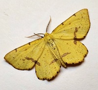 Xanthotype unidentified species