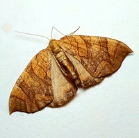 Eulithis gracilineata