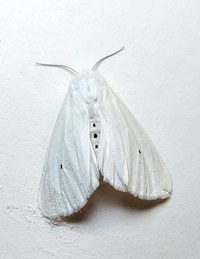 Spilosoma virginica