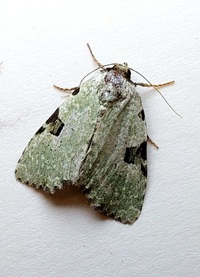 Leuconycta diphteroides