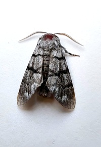 Panthea furcilla
