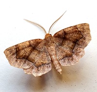 Metarranthis homuraria