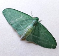 Dyspteris abortivaria