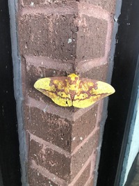 Eacles imperialis