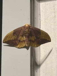 Eacles imperialis