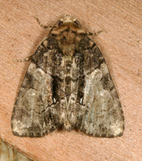 Chytonix palliatricula