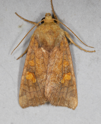 Amphipoea americana