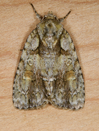 Acronicta ovata