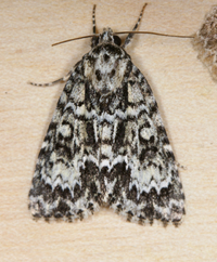 Acronicta fragilis