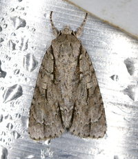 Acronicta lobeliae