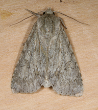 Acronicta americana