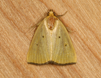 Marimatha nigrofimbria