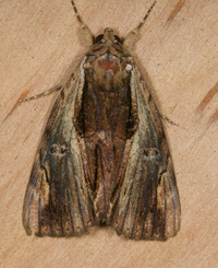 Catocala ultronia