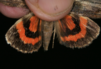 Catocala ultronia