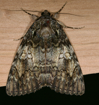 Catocala ilia