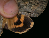 Catocala neogama