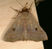 Panopoda rufimargo