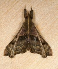 Palthis asopialis