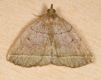 Zanclognatha obscuripennis