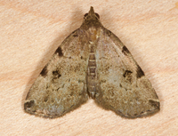Zanclognatha lituralis