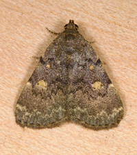 Idia aemula