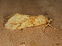 Lophocampa maculata