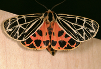 Apantesis virgo