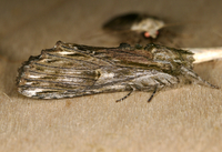 Ianassa lignicolor