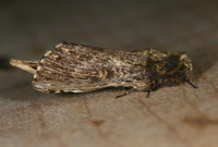 Schizura ipomaeae