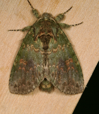 Cecrita biundata