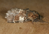 Peridea ferruginea