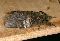 Peridea angulosa
