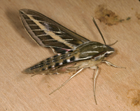 Hyles lineata