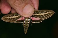 Hyles lineata