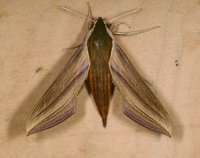 Xylophanes tersa