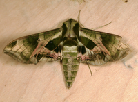 Eumorpha pandorus