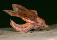 Paonias astylus