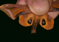 Paonias astylus