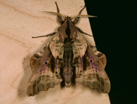 Paonias excaecata